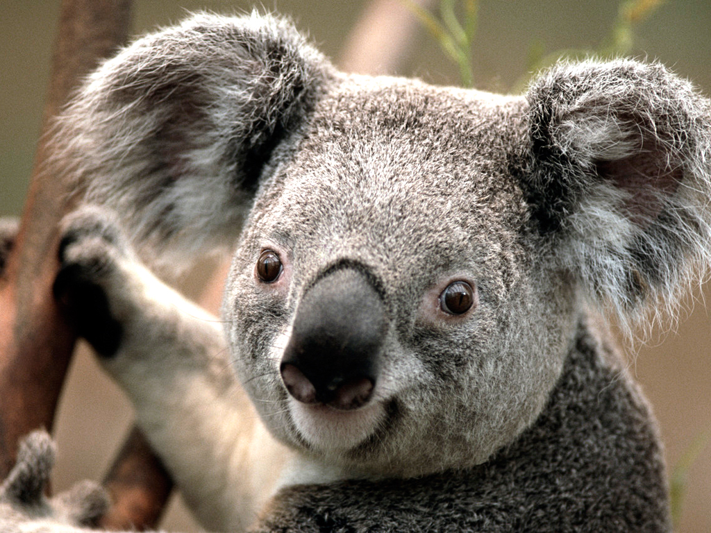 Koala.jpg : ★동키★ 3번째 믹스입니다 팡팡터집니다!!