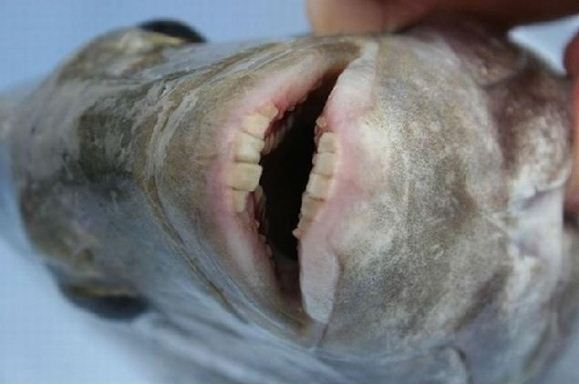 2378741011336403015.jpg : 남성 성기만 공격하는 무서운 물고기 볼 커터!! 2378741011336403015.jpg : 남성 성기만 공격하는 무서운 물고기 볼 커터!!