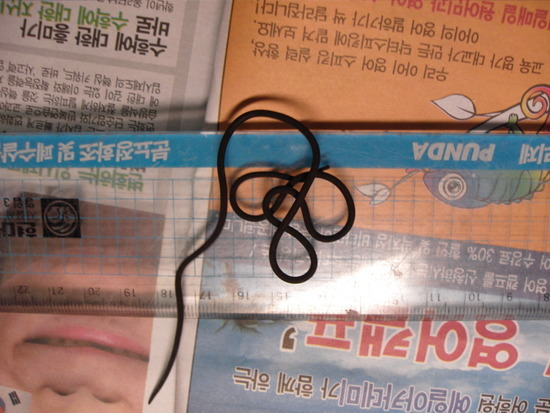 23.jpg : [엽기] 연가시의 얼굴