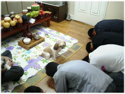 대접받는개.jpg : 본인이 직접와야 함? 대접받는개.jpg : 본인이 직접와야 함?