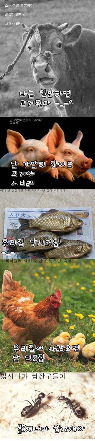 221236085_1287657342.jpg : 소,돼지,붕어,닭,개미의 비애.