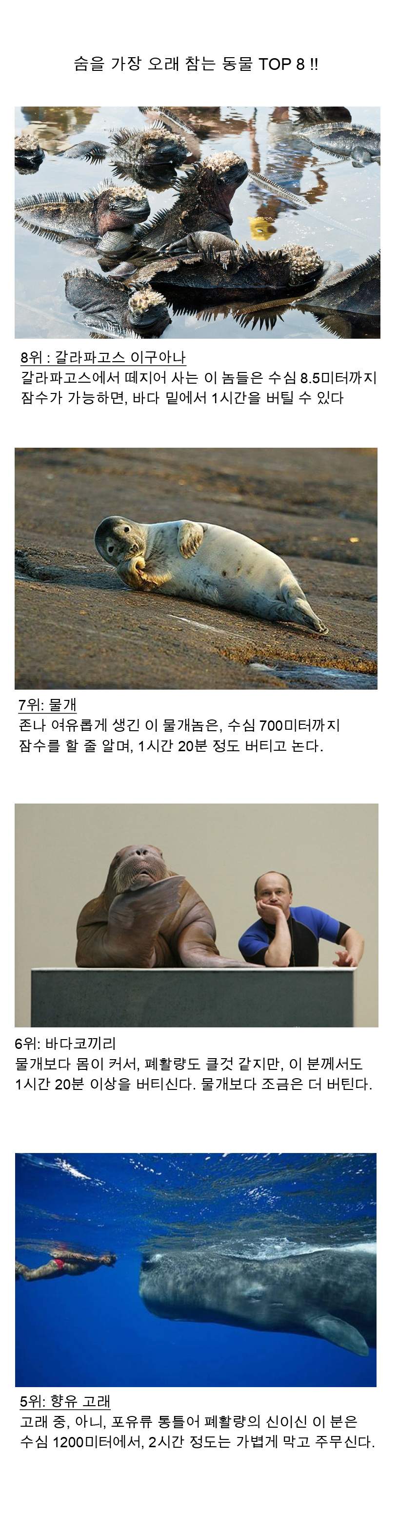 2.jpg : 동물들의 폐활량 순위