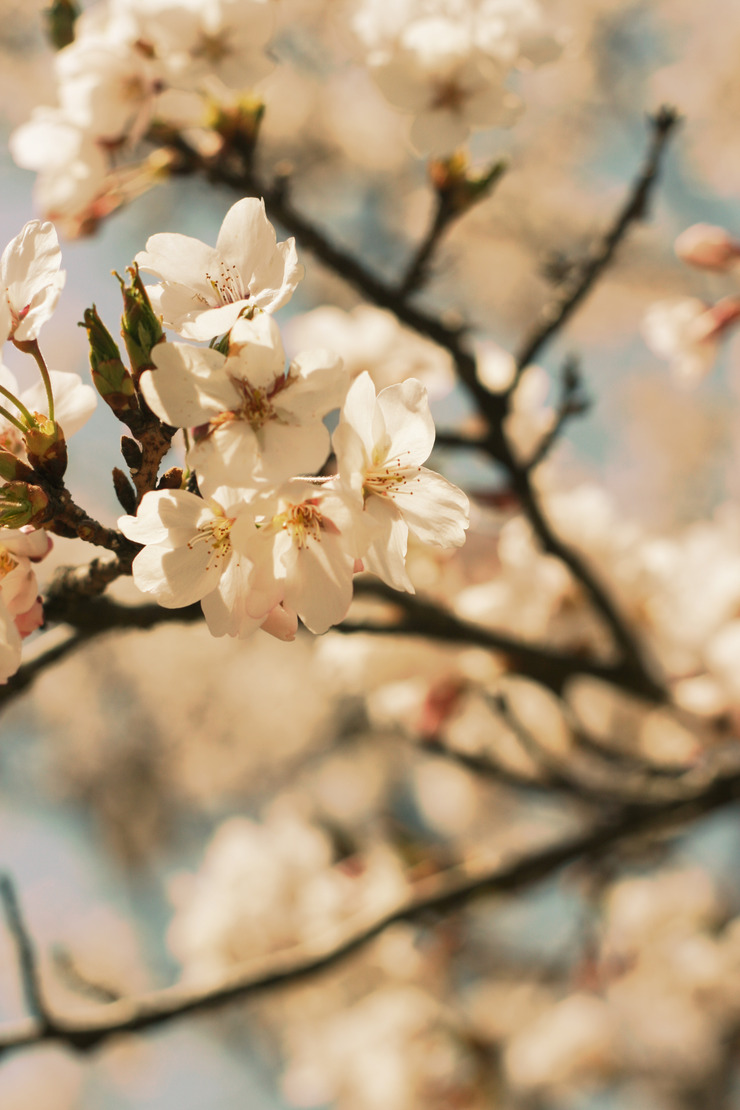 img_1150_green4760.jpg : 봄술타령