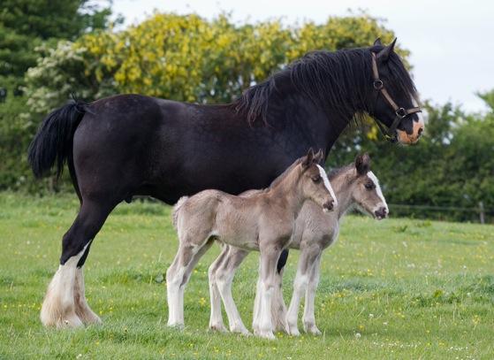 110513twin_foals_113.jpg : 귀염주의보 ( 이 글은 범죄적인 귀여움이 포함되어있으므로 주의할것. )