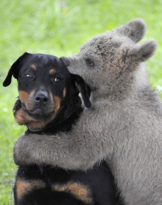 107868-brown-bear-cub-medo-plays-with-the-logar-family-dog-.jpg : 귀염주의보 ( 이 글은 범죄적인 귀여움이 포함되어있으므로 주의할것. )
