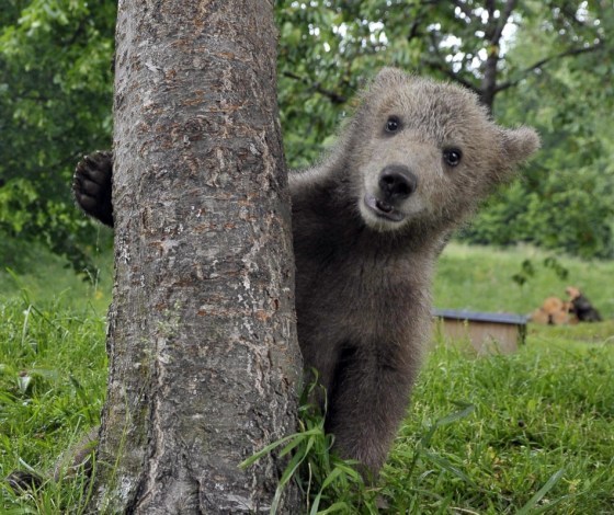 107858-matevz-logar-plays-with-brown-bear-ursus-arctos-cub-.jpg : 귀염주의보 ( 이 글은 범죄적인 귀여움이 포함되어있으므로 주의할것. )