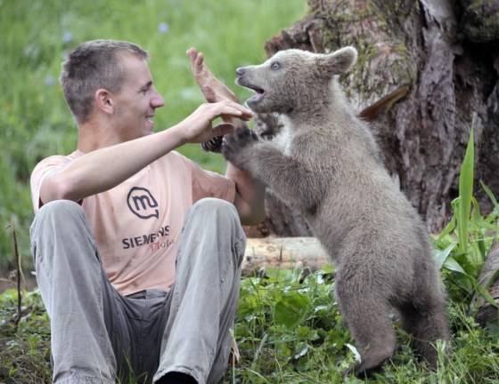 107857-matevz-logar-plays-with-brown-bear-cub-medo-in-podvr.jpg : 귀염주의보 ( 이 글은 범죄적인 귀여움이 포함되어있으므로 주의할것. )