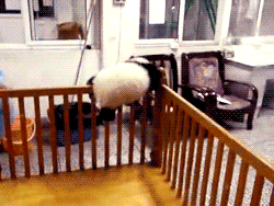 tumblr_lyxyusOxMz1qdsjzio4_250[1].gif : 아... 아 이건 정말 답이 이없다. [여자분들 클릭시 주의하세요ㅋ]