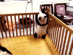 tumblr_lyxyusOxMz1qdsjzio3_250[1].gif : 아... 아 이건 정말 답이 이없다. [여자분들 클릭시 주의하세요ㅋ]