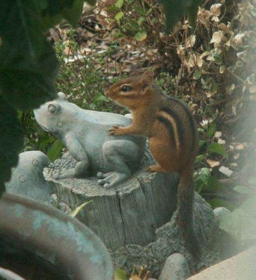 못된 다람쥐.jpg