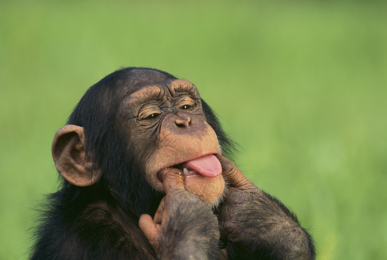 Here's a monkey because I love you.jpg : 대박이 왔다!!!!!!Visionaire - U Pallaroid (Mashup) + @ Here's a monkey because I love you.jpg : 대박이 왔다!!!!!!Visionaire - U Pallaroid (Mashup) + @