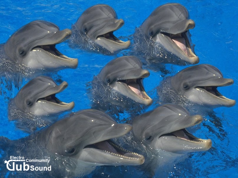 1131161__8-dolphins_p.jpg : (Electro House) 병맛 돌고래 한곡