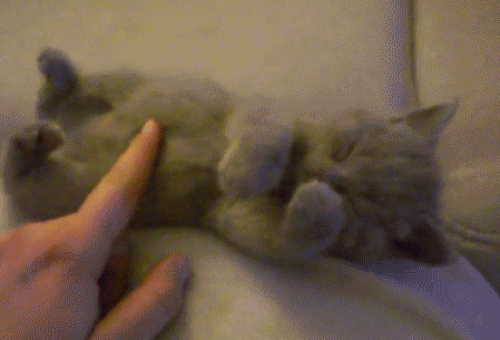 catstreach.gif