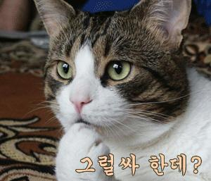 그럴싸 한데.jpg