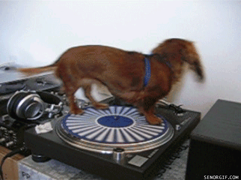 turntable_wiener_dog.gif : ☆★☆★무료☆★☆★1.Alex Kenji & NDKj feat. Marga Sol - Not That Kind Of Girl (Tom Buster Remix) 2.Chuckie & Promise Land feat. Amanda Wilson - Breaking Up (Dzeko & Torres Remix) 3.David Guetta feat. Taped Rai - Just One Last Time